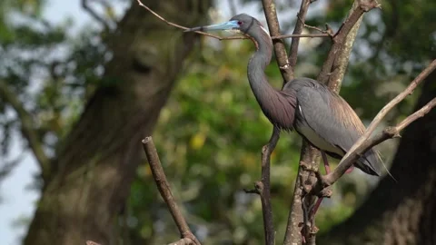 Tri-Colored Heron Stock Footage 153435106