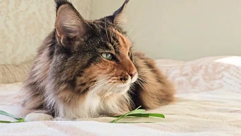 A tri-colored Maine Coon eats green grass with pleasure Stock Footage 298024102