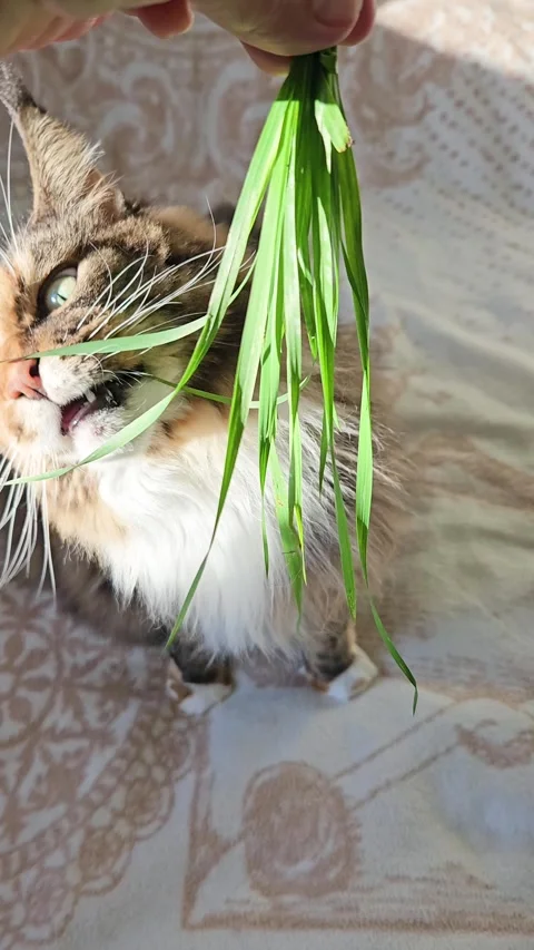 A tri-colored Maine Coon eats green grass with pleasure Stock Footage 298024246