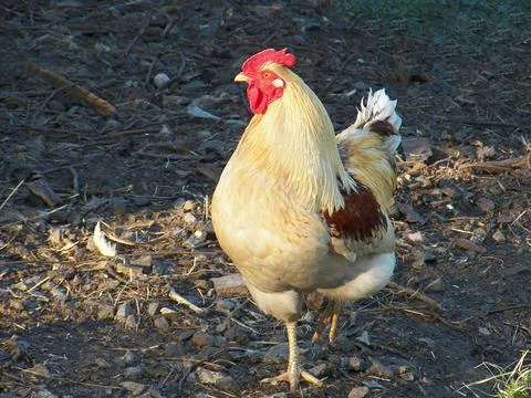 Tri-coloured rooster Stock Photos