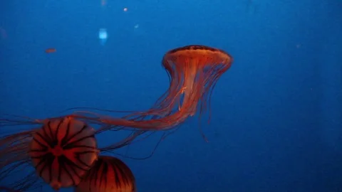 Tri Fire Jellyfish Stock Footage 75023583