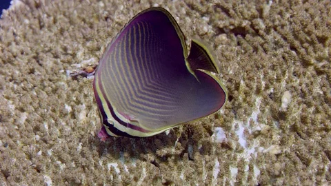 Triangle butterflyfish (Chaetodon triangulum) Video stock 87148675