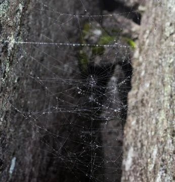 Triangle horror cobweb or spider web isolated on black background,horizontal Stock Photos