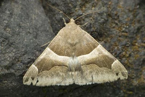 Triangle moth closeupo macro shot , Trigonodes sp. , Satara, Maharashtra, ind Stock Photos