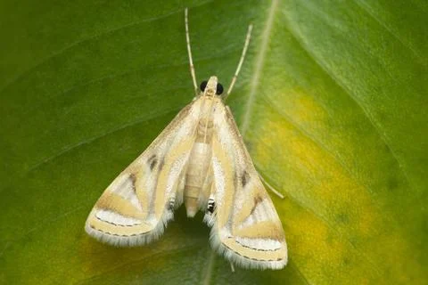 Triangle moth on leaf , Satara, Maharashtra, india Stock Photos