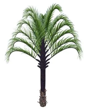 Triangle palm tree, dypsis decaryi - 3D render Stock Illustration