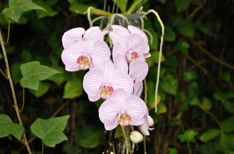 The triangle of the pink orchids Stock Photos