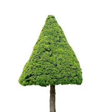 Triangle shape tree isolated on white background Stock Photos
