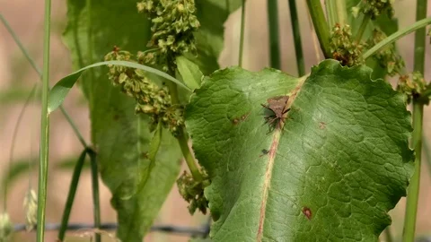 Triangle-shaped dock bug (coreus marginatus) sitting on green plant leaf, summer Stock Footage 111145058