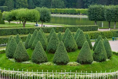 Triangle shaped topiary green trees of juniper in museum reserve of Peterhof Stock Photos