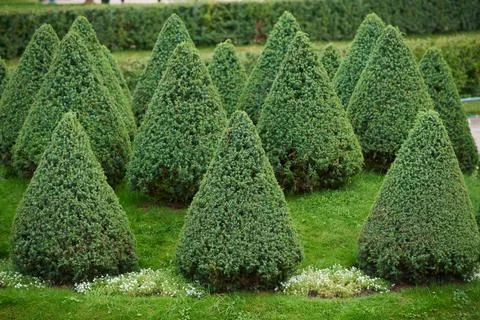 Triangle shaped trees of juniper in formal garden Foto stock