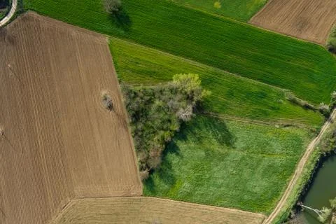 Triangle of the trees and greenery. Arable land Stock Photos