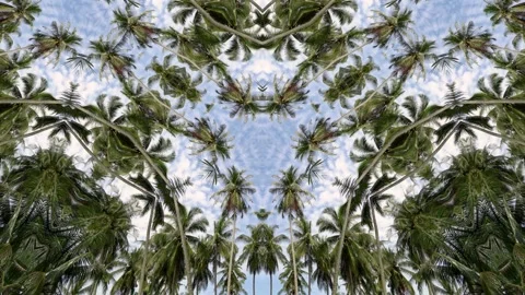 Triangle view of coconut tree in triangle 4k view Video stock 155913520