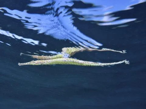 Triangular Alligator pipefish (Alligator pipefish) underwater with wave Stock Photos