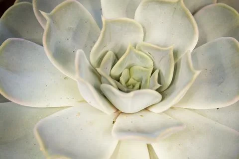 Triangular arrangement of teal succulents cactus succulents close up 写真素材