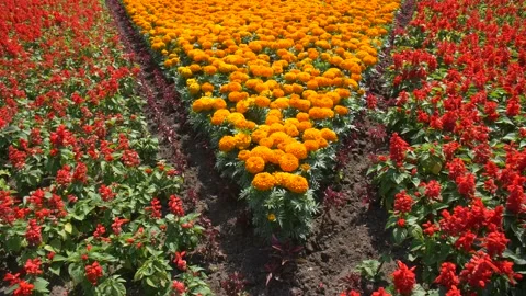 Triangular beds Tagetes Erecta and Salvia splendens Stock Footage 134285336