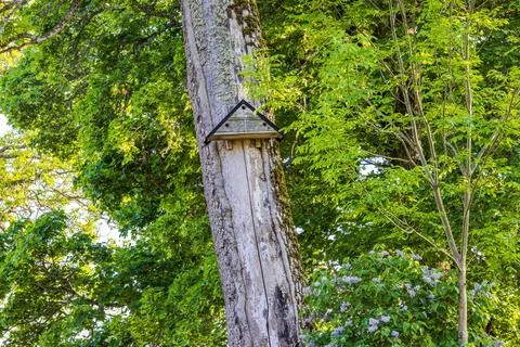 Triangular birdhouse on a moss-covered tree trunk Stock Photos