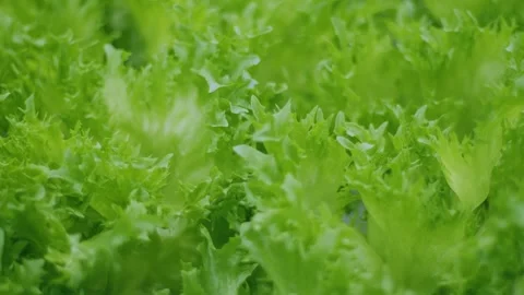 Triangular bright green salad leaves on a bed in a greenhouse, greenhouse salad Vidéo 261846994