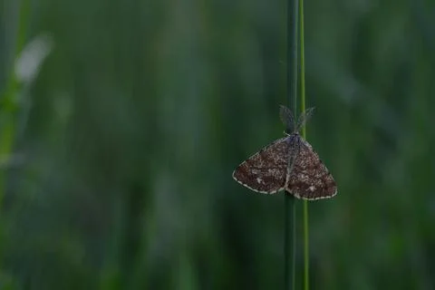 Triangular brown moth on a plant Stock Photos
