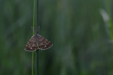 Triangular brown moth on a plant Stock Photos