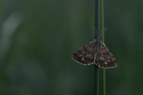 Triangular brown moth on a plant Stock Photos