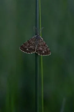 Triangular brown moth on a plant Stock-Fotos