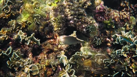 Triangular butterflyfish swimming over coral reef Stock Footage 336658727