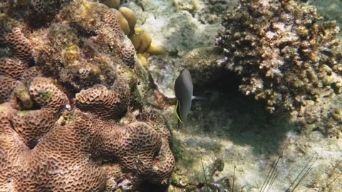 Triangular Butterflyfish swimming over coral reef Stock Footage 340554499