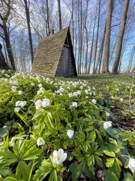 Triangular cabin in forest viewed from ground through blooming trees Stock Photos