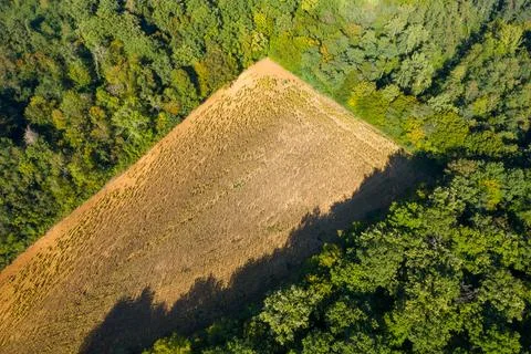Triangular field bordered by dense forest 写真素材