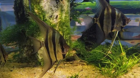 Triangular fishes in a an aquarium. Close up Stock Footage 115267983