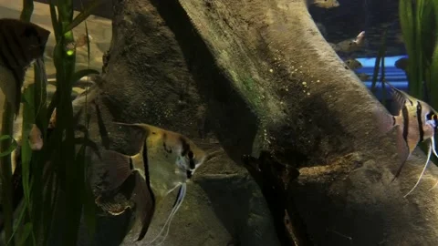 Triangular fishes in an aquarium. Close up Stock Footage 132250926