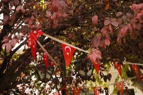 Triangular flags of Turkey hang between autumn Burgundy leaves. Eskisehir, Tu Stock Photos