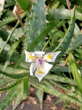 Triangular Flower 01 Stock Photos