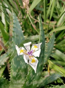 Triangular Flower 02 Stock Photos