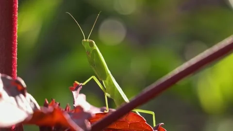 Triangular Headed Praying Mantis Hunting Prey on a Forest of Queensland Stock Footage 331835108