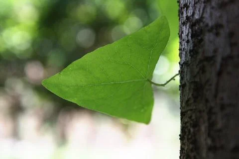 Triangular leaf this is a triangular-shaped leaves Copyright: xZoonar.com/... 写真素材