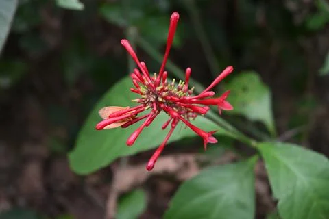 A triangular orange colored moth sits beneath a waxy red Fire spike flower Stock Photos