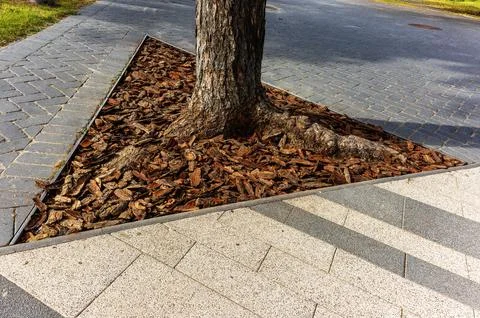 Triangular protection around a tree trunk in the city 写真素材