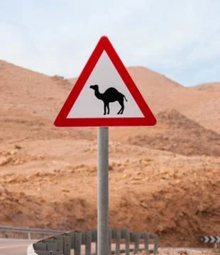 Triangular road sign with warning for crossing camels Stock Photos