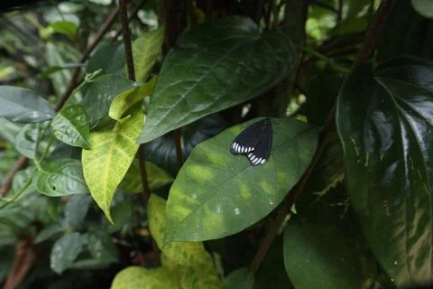 A triangular shape black moth with white spots perched on a leaf Stock Photos