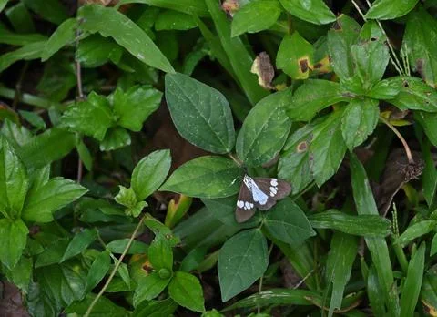 A triangular shaped black and white moth is resting on top of a leaf Stockfoto's