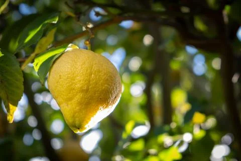 Triangular shaped lemon hanging on tree branch on blurred background with cop 스톡 사진
