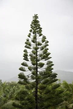 Triangular shaped tree; India Copyright: xAngeloxD Silva/DinodiaxPhotox  Foto stock