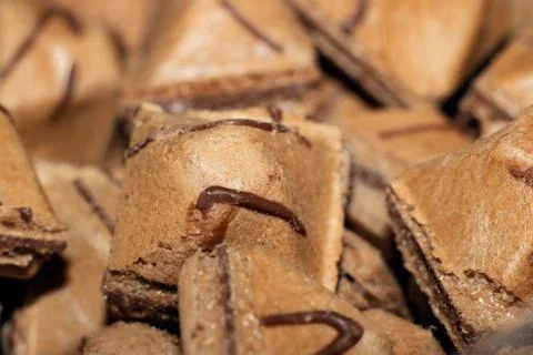Triangular waffle cookie closeup, texture or background Foto stock