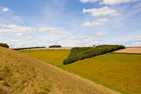 Triangular woodland copse Stock Photos