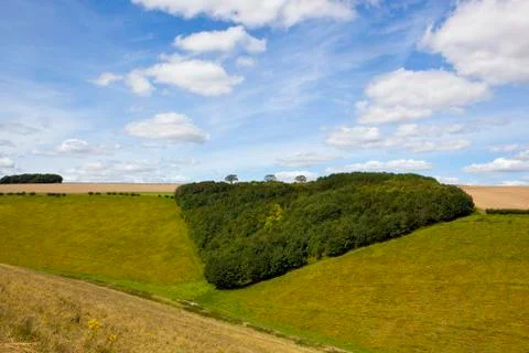 Triangular woodland copse Stock Photos