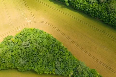 Triangular woodland patch in wheat field 写真素材