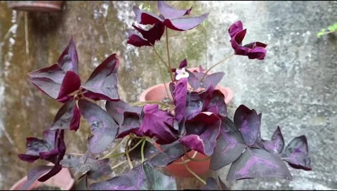 Triangularis2 Stock Footage 288067661