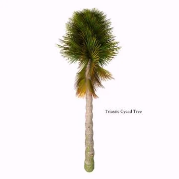 Triassic Cycad Tree Stock Illustration